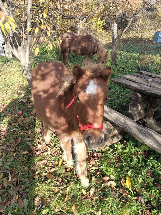 Vând poneită cu vârsta de 8 luni