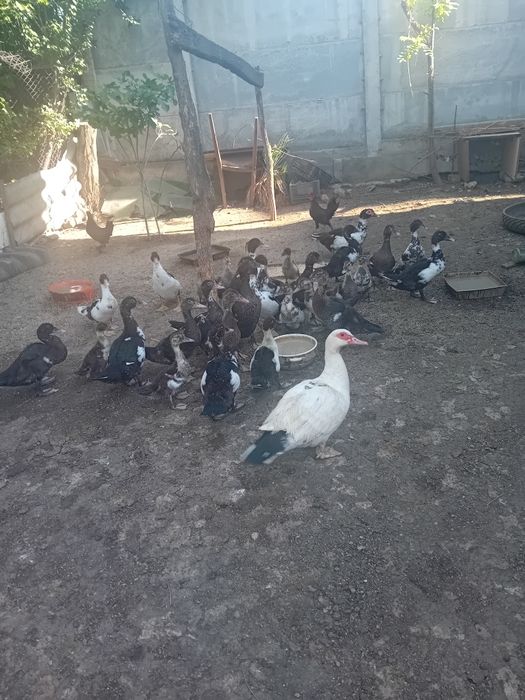 Rate mute mici și mari
