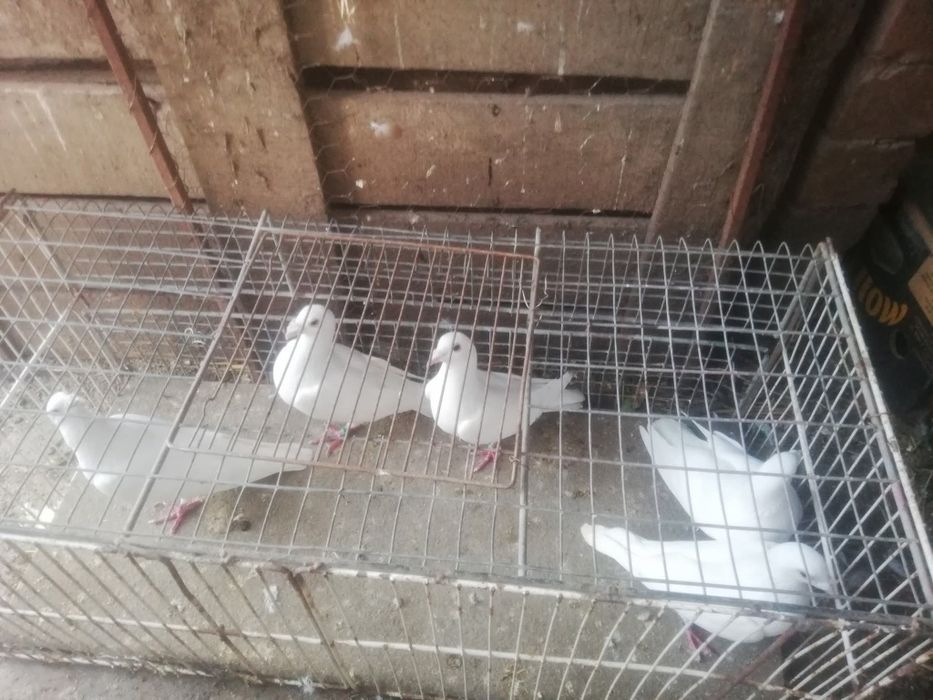 Jucători de basca de 20 bucăți de