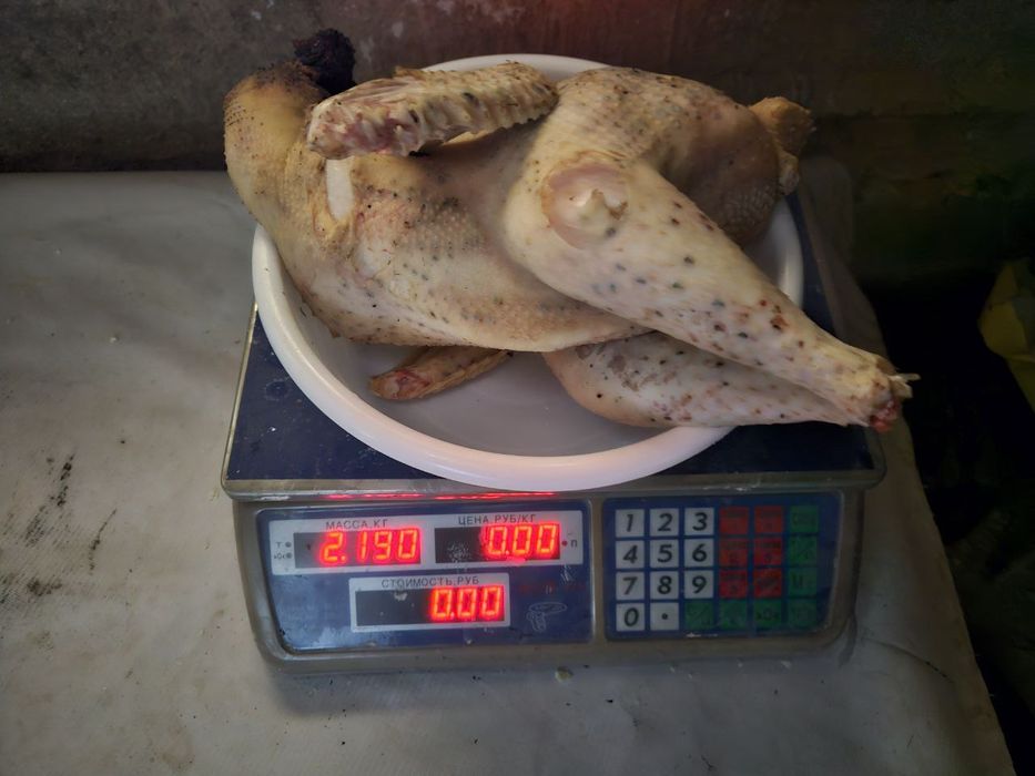 Петухы Хан хаяп, хурозлари