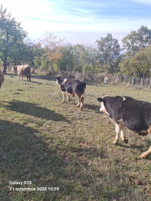 Vitei de vanzare