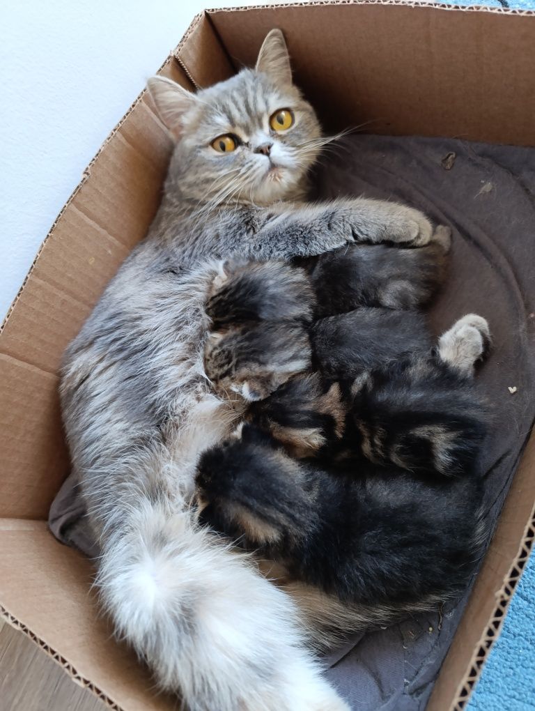 Котята добрые руки