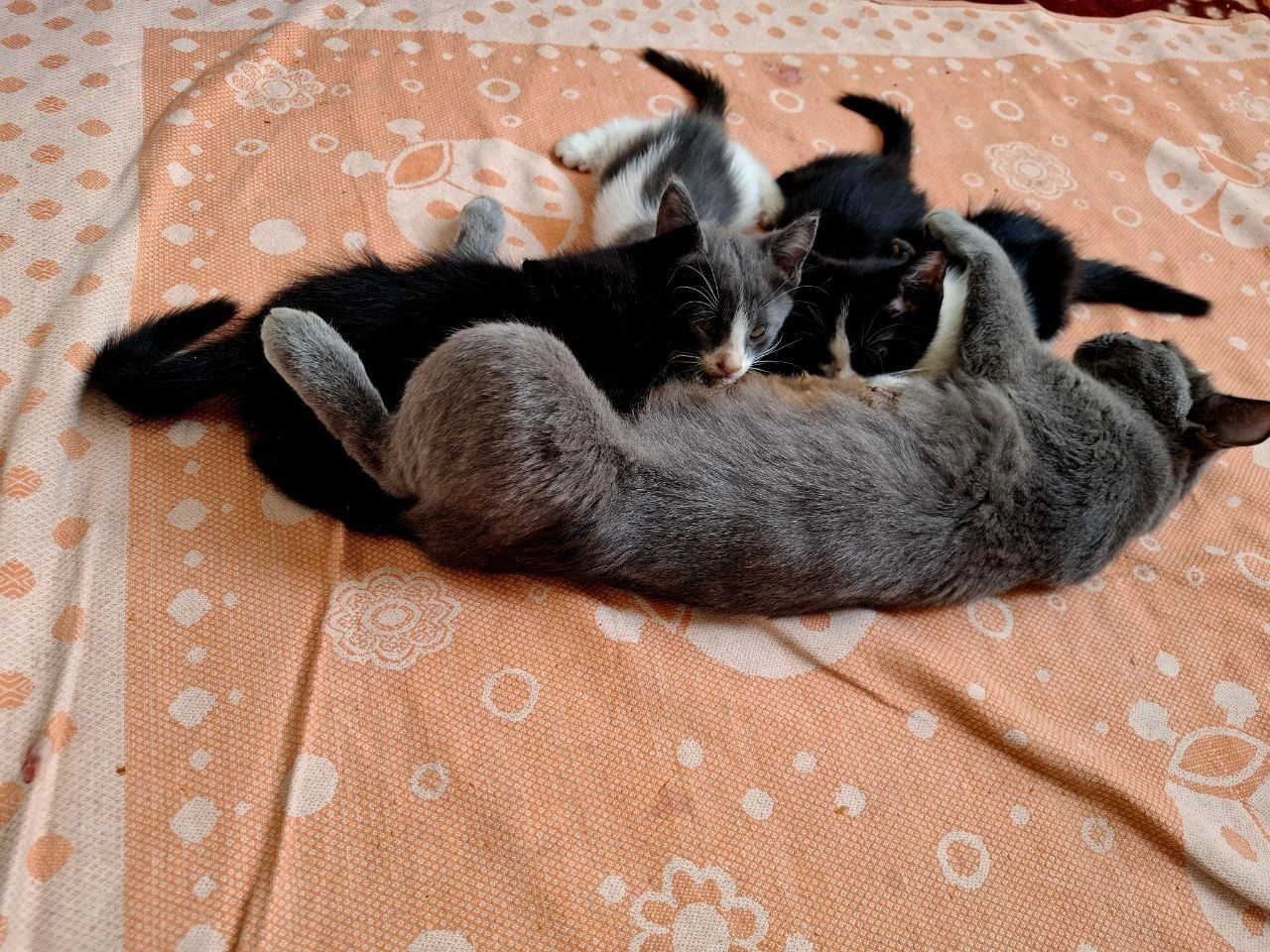 Отдам в хорошие руки даром