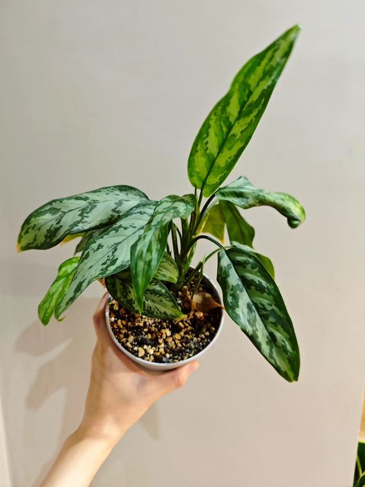 Цветы орхидеи филодендрон