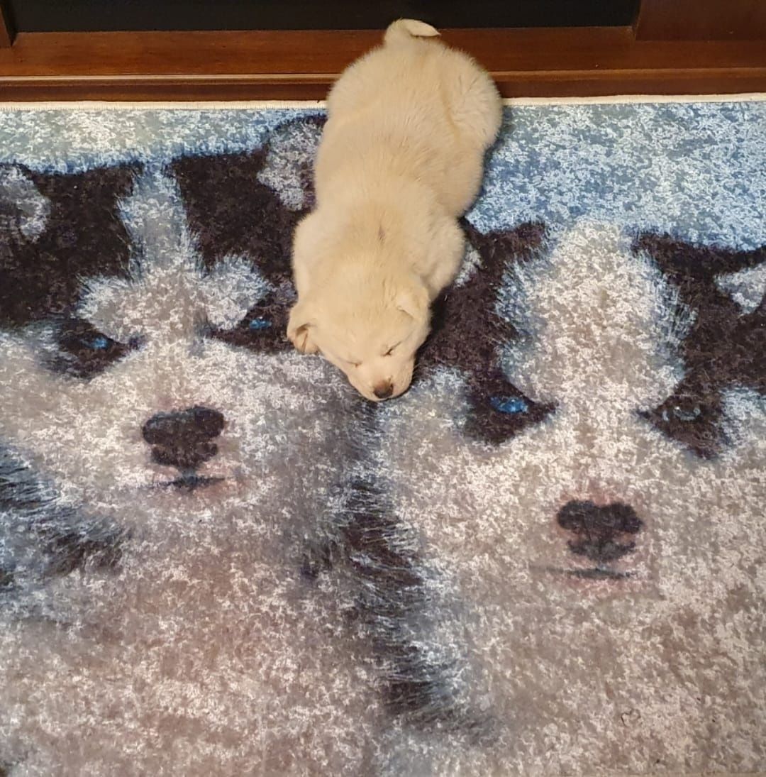 Cățelușă Husky Deosebită