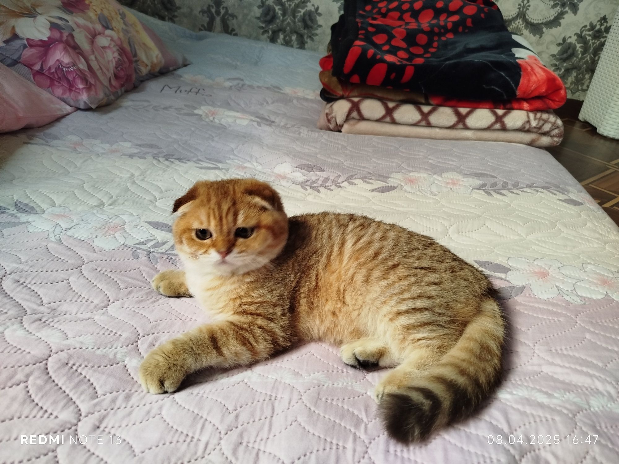 Продается шикарный котик Scottish fold