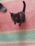 Отдам котят в хорошие руки