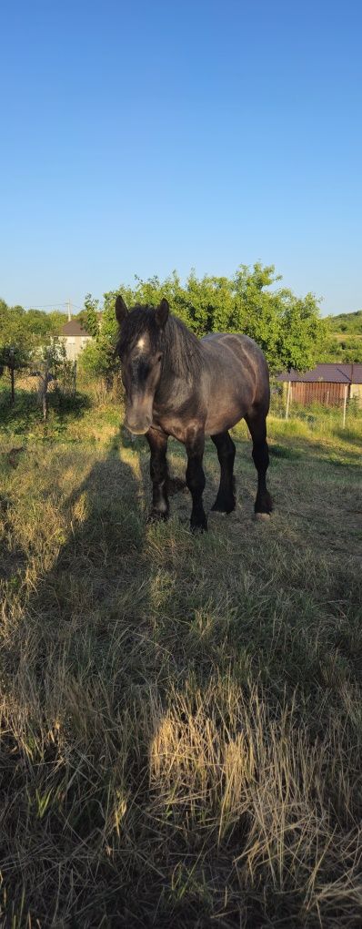 Manz de 1 an jumătate de vanzare
