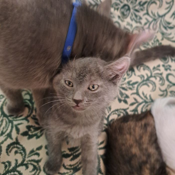 Котята от кошки страйт