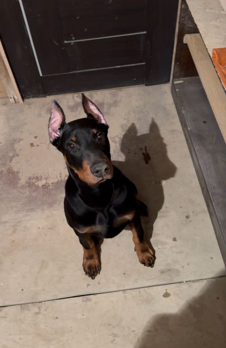 Продаётся щенок добермана, 4 месяца