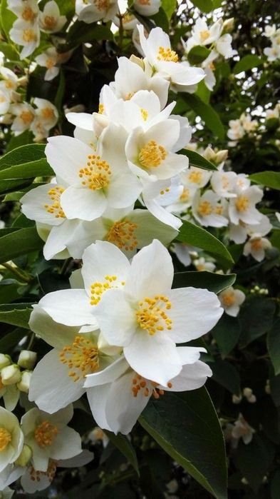 Iasomie Intens Parfumata