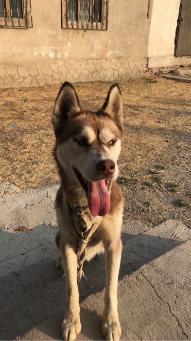 Собака Хаски чисто кровный