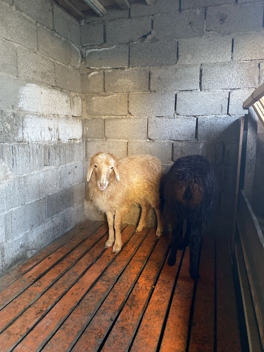 Продаеться овцы ұрғашы тоқтылар