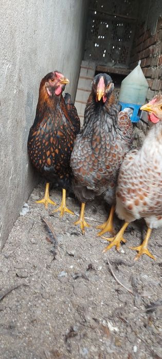 De vânzare gaini wyandotte splash