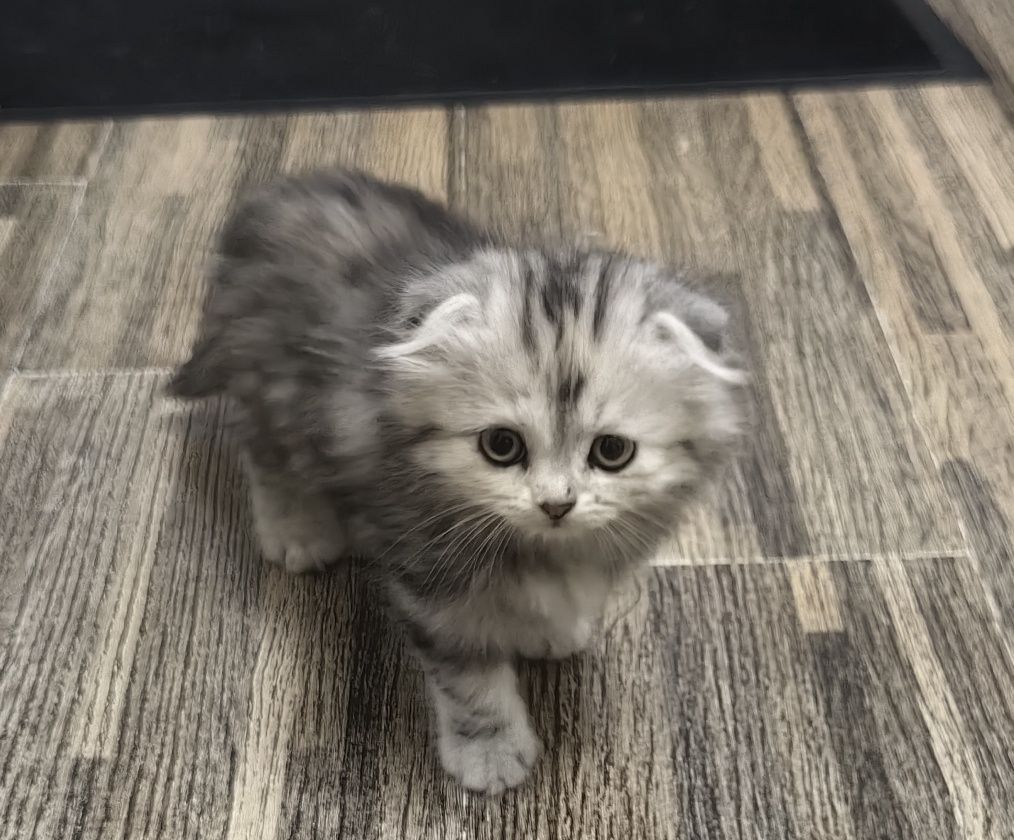 Продаётся котенок скотиш фолд