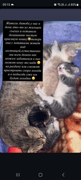 Кошка с котятами чистые в дар бесплатно