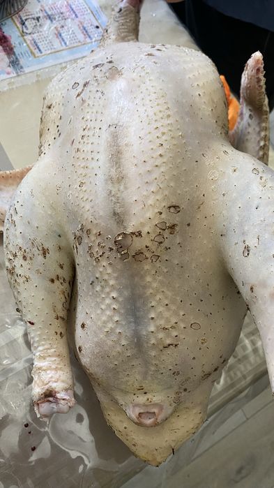 Продам домашний индюк