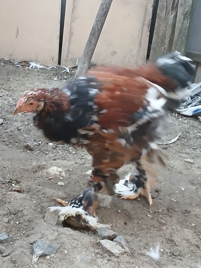 Brahma Porțelan 200 Lei