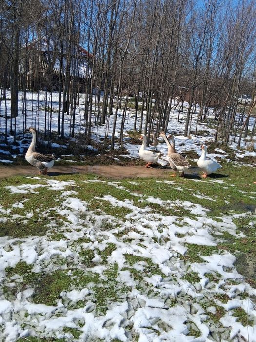 Vind doi gîscani TOULOUSSE