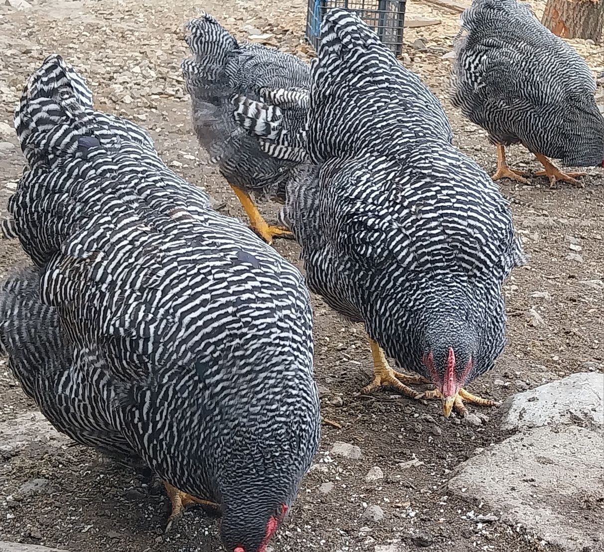 Vând ouă pentru incubat rasa Plymouth rock barat!