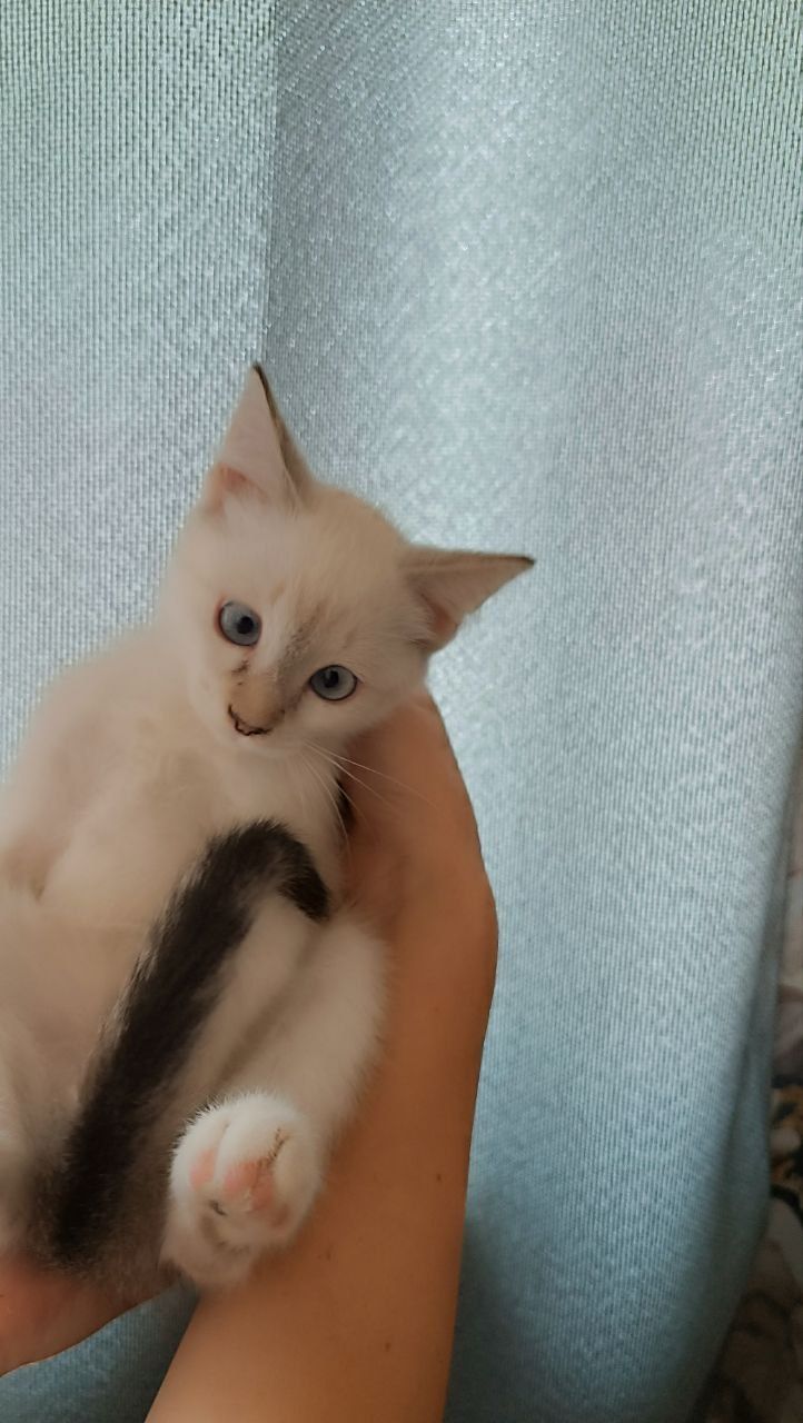 Кошечка, около двух месяцев.Mushukcha, taxminan ikki oylik.