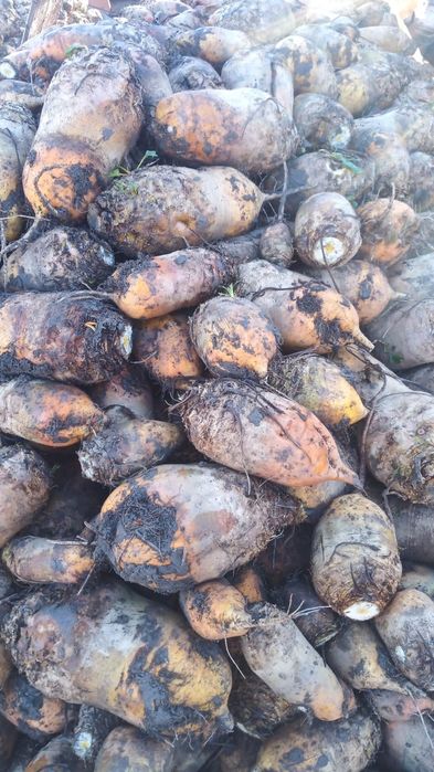 Vad Sfeclă de zahăr  și furajera