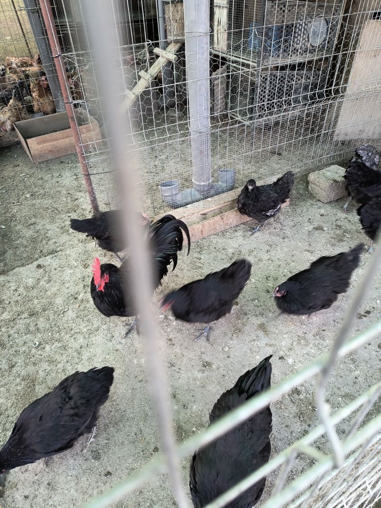 Vând 5 găini australop negru