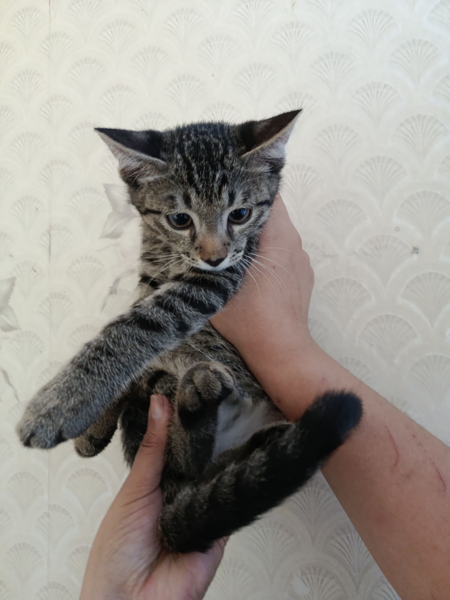 Домашный котик мальчик
