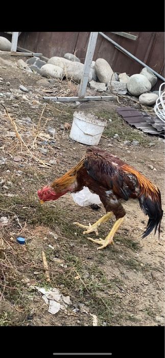 Продается петух хороших кровей вес был 4900 передрался через клетку