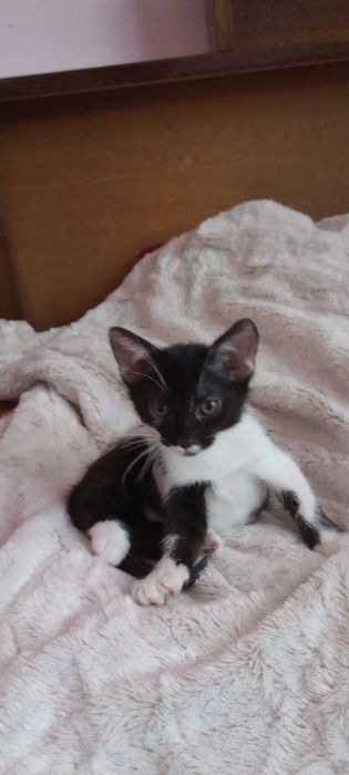 Котенца на два месеца търсят дом