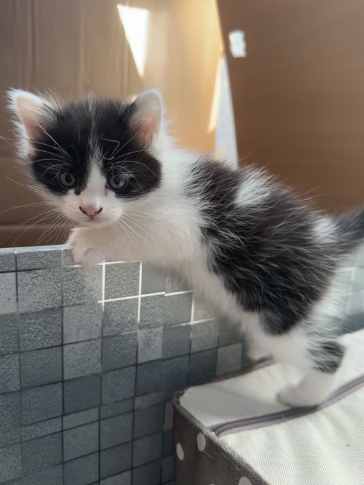 Отдам котенка даром