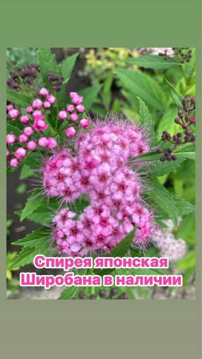 Саженцы, кусты, корни, цветы, лаванда, спирея