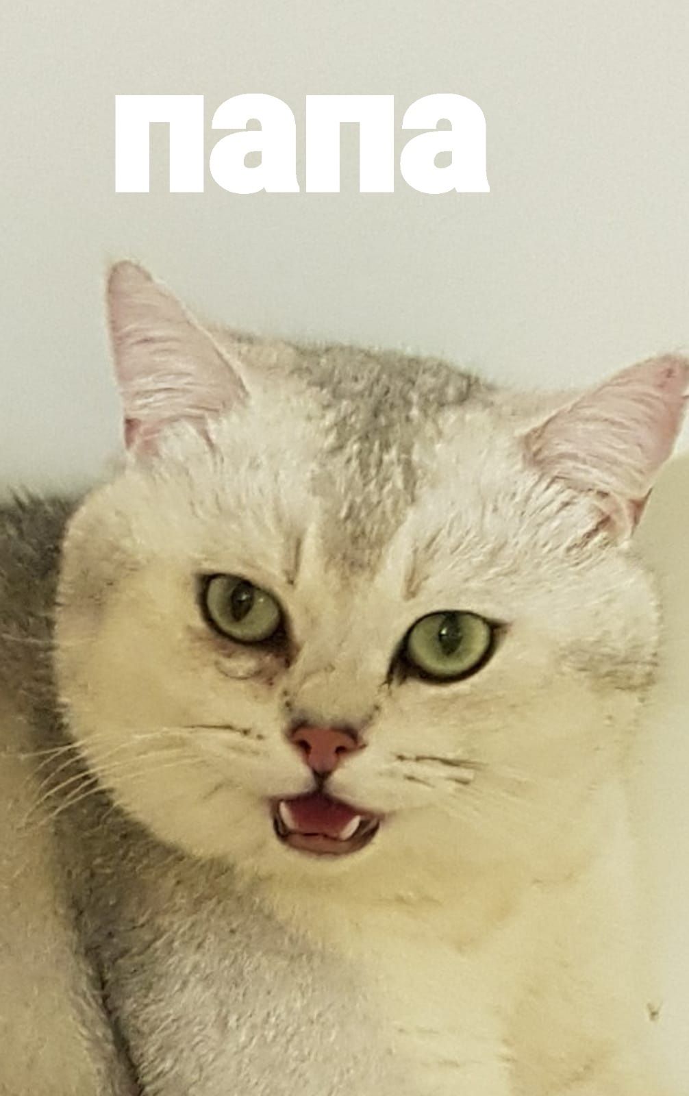 Белые Шотландские котята