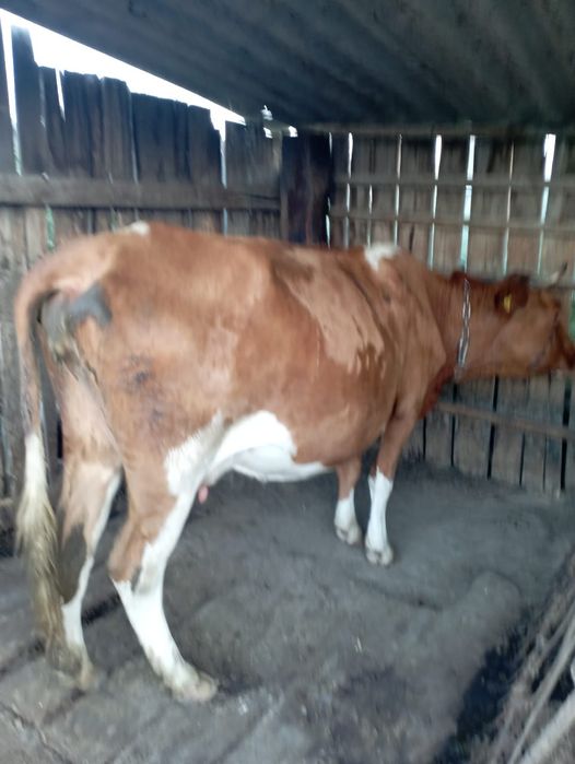 Продам корову стельную