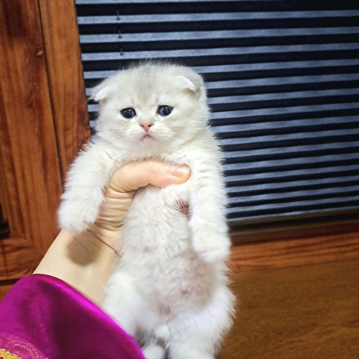 Котёнок от правильной вязки