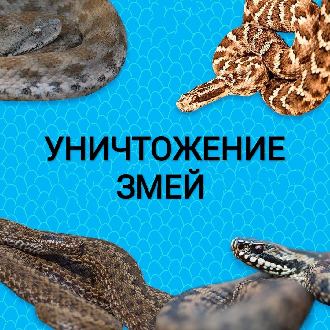 Дезинфекция от змей