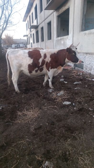 Сыйыр сатлады 3жасар