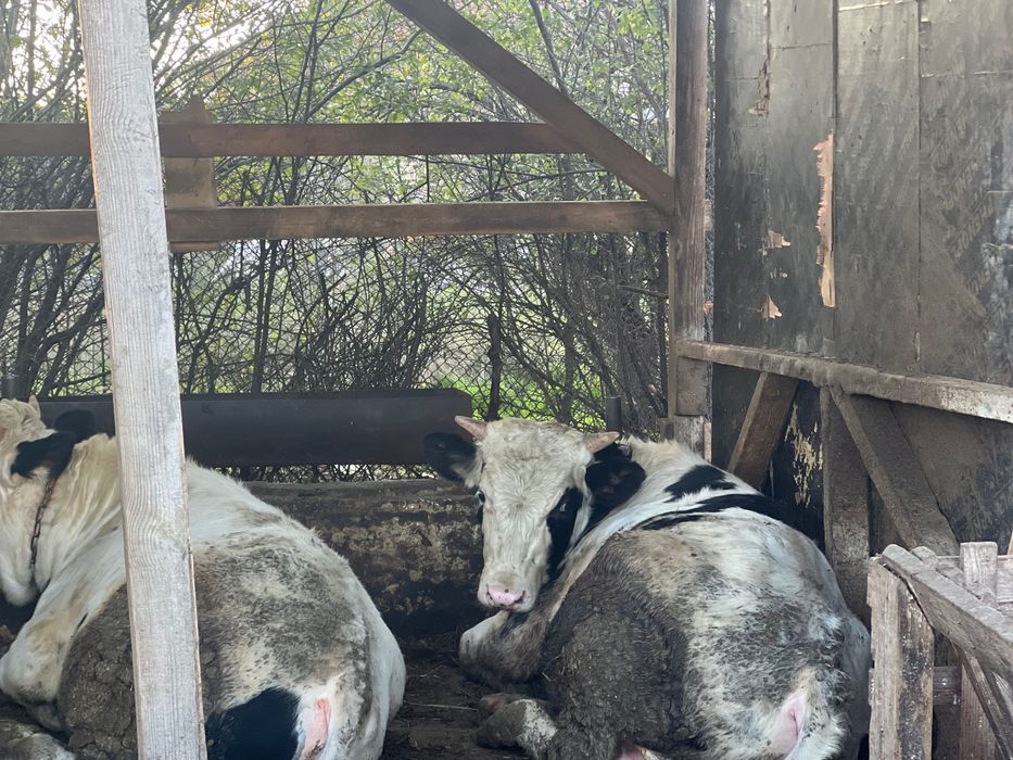 Продаване на крави и телешко месо