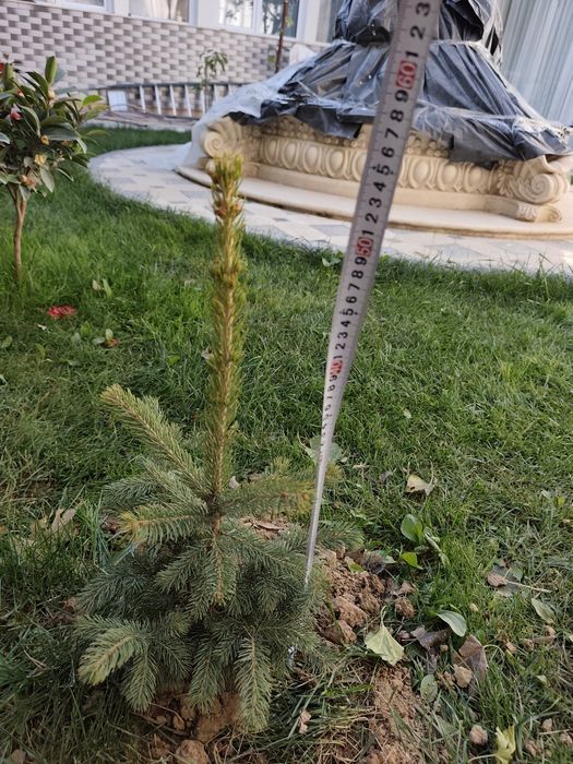 Арча голубой ел 4 та бор 50 см 40 см мошлашган бизни иклимга