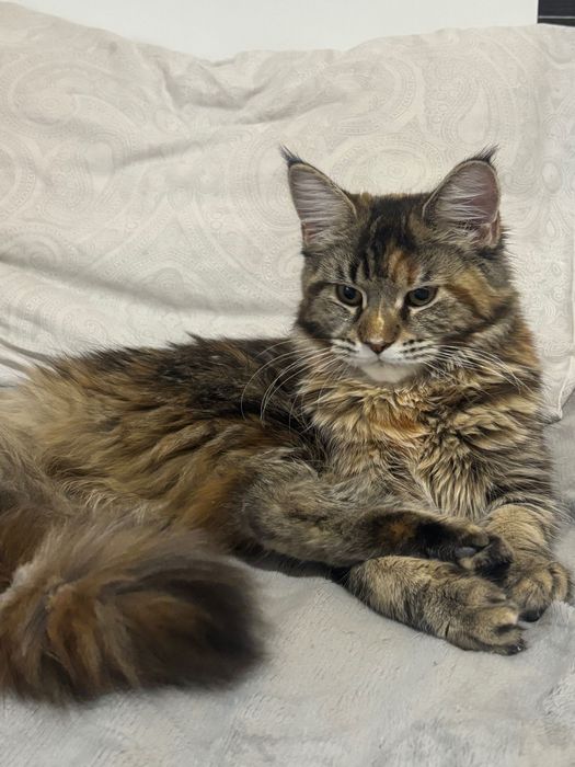 Котенца Мейн Куун