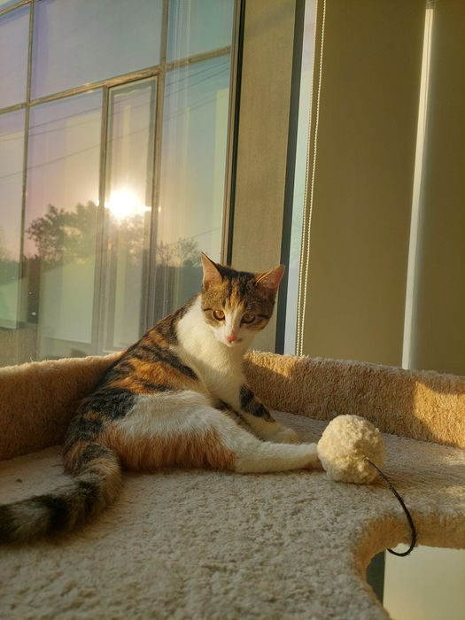 Котенок девочка трехцветная