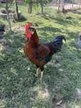 Cocoși brahma/italieni