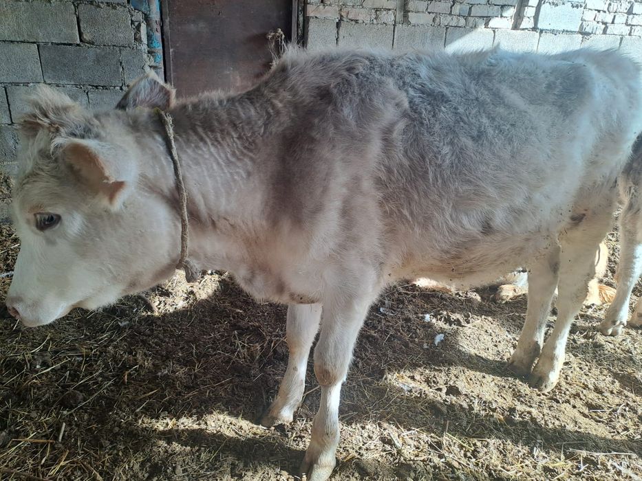 Ақ түсті тана Бағасы 350000тг