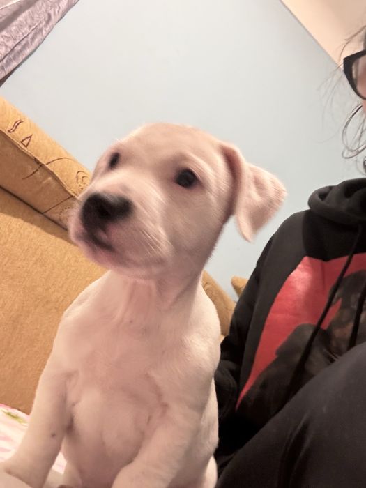 Pui de vanzare amstaff
