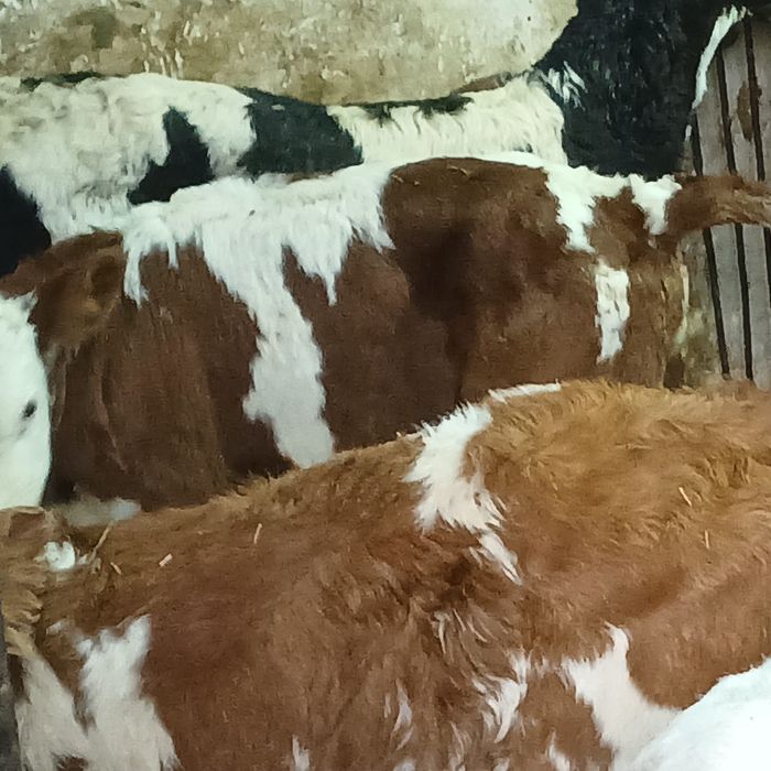 Taurasi și vitele baltati