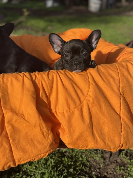 Два прекрасни френски булдога