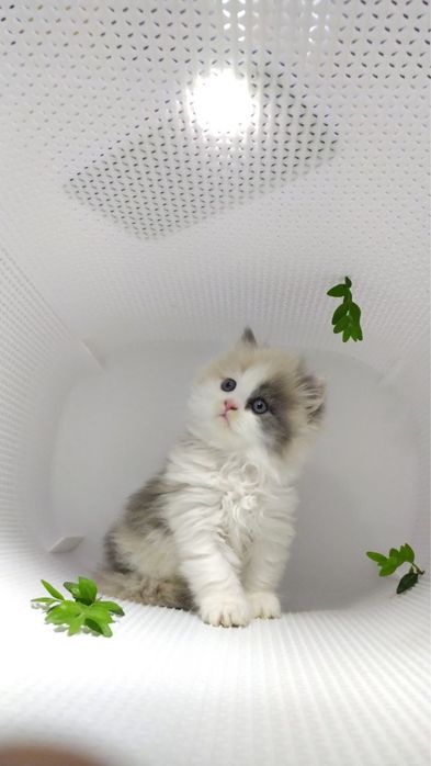 Xayland strayt qiz ogil