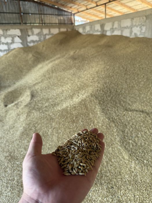 Vand orz cantitate mare!