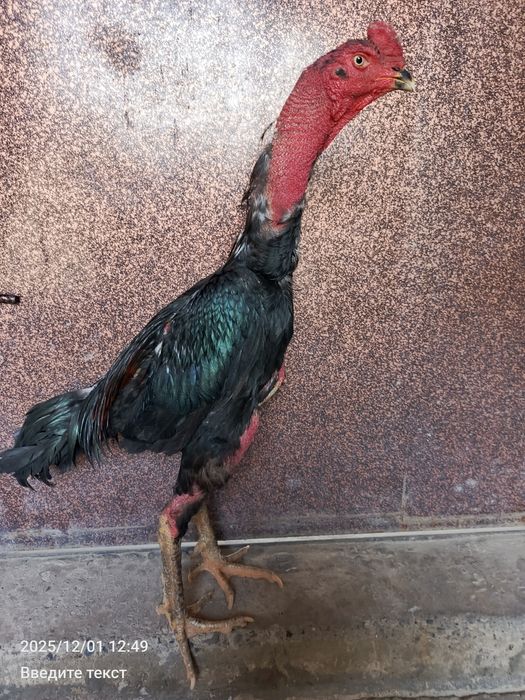 Dakan xuroz sotiladi