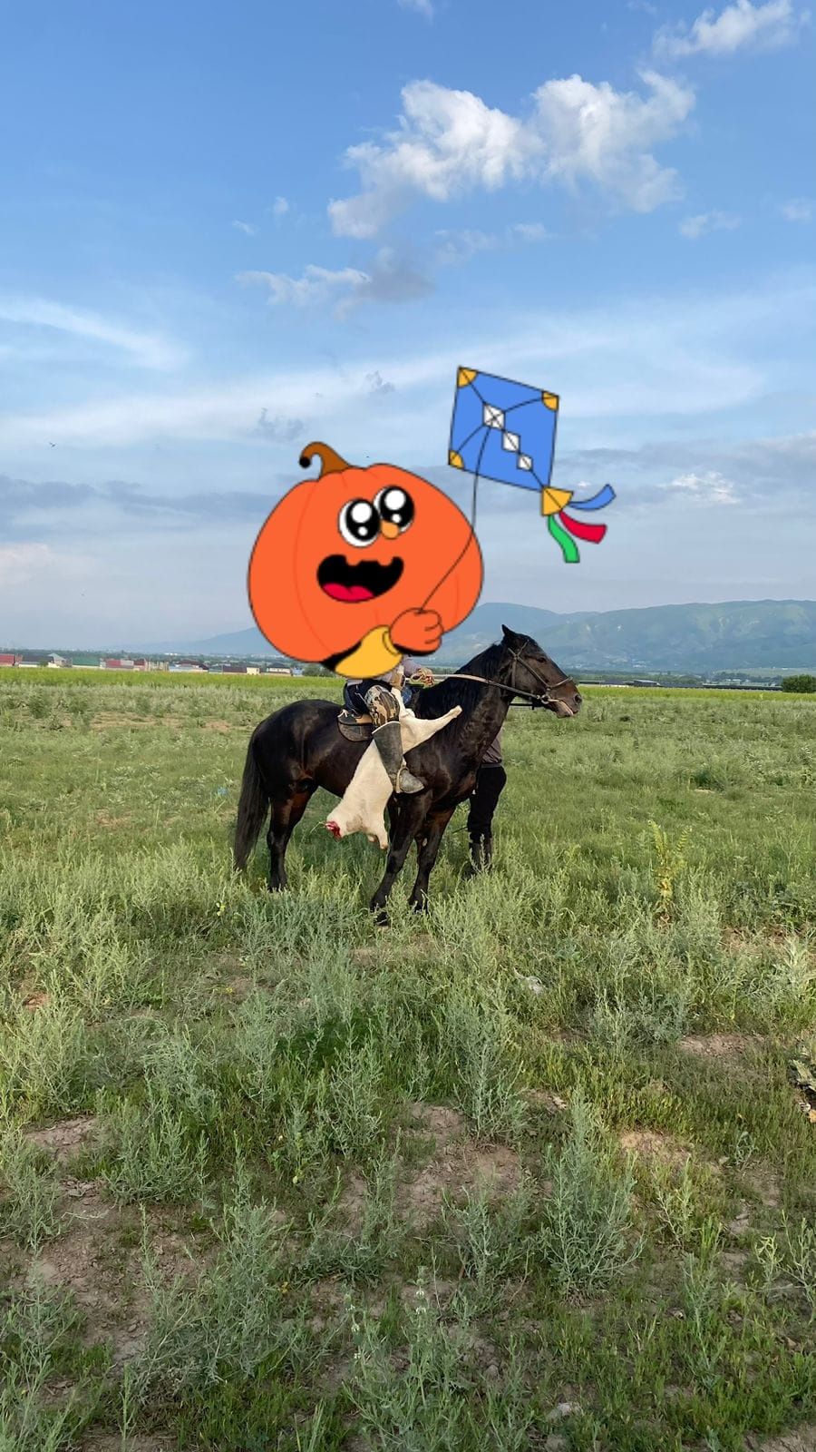Продам жеребца 8 лет